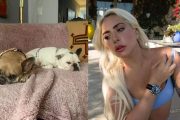 Man who shot Lady Gaga’s dog walker in pet theft sentenced to 21 years