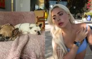 Man who shot Lady Gaga’s dog walker in pet theft sentenced to 21 years