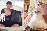 Taylor Swift’s cat is the third richest pet in the world valued at $97million