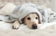 5 Tips For Keeping Pets Warm And Healthy During The Winter
